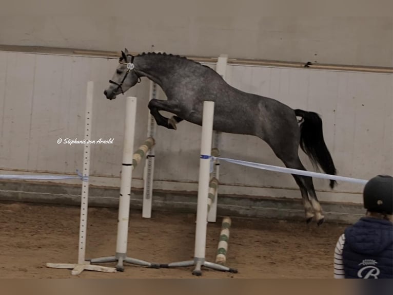 Welsh-PB Merrie 4 Jaar 145 cm Schimmel in Björkvik