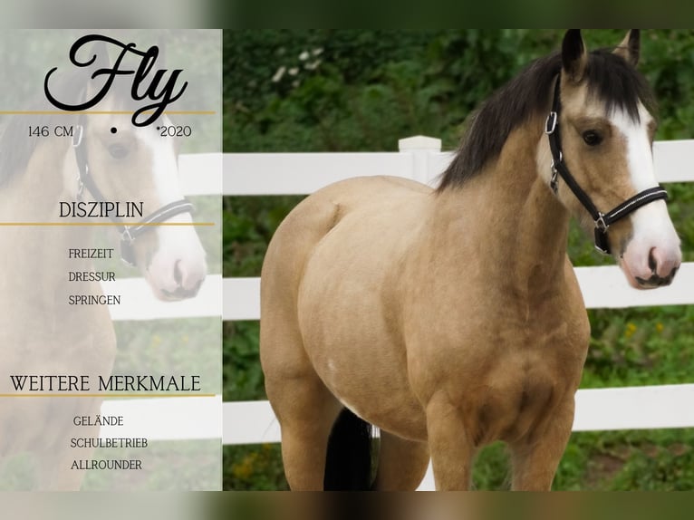 Welsh-PB Mix Merrie 4 Jaar 146 cm Buckskin in Nettersheim