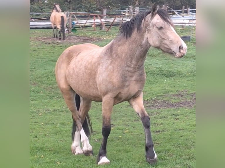 Welsh-PB Merrie 4 Jaar 148 cm Falbe in Neuss