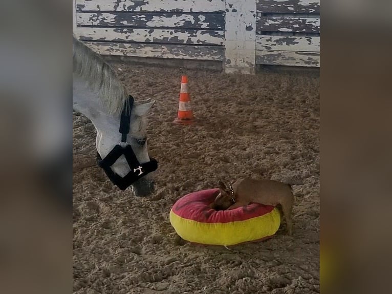 Welsh-PB Merrie 4 Jaar 148 cm Palomino in Schwalmstadt Welsh-PB Merrie 4 Jaar 148 cm Palomino in Schwalmstadt