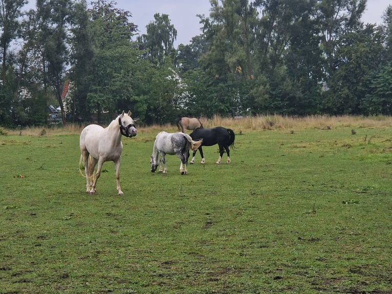 Welsh-PB Merrie 4 Jaar 148 cm Palomino in Schwalmstadt