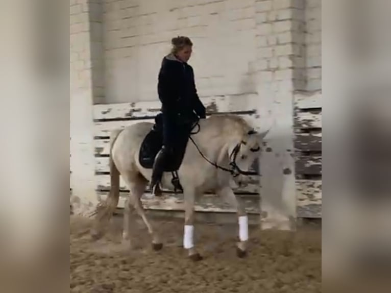 Welsh-PB Merrie 4 Jaar 148 cm Palomino in Schwalmstadt