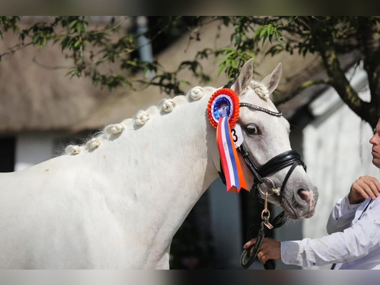 Welsh-PB Merrie 4 Jaar 148 cm Palomino in Schwalmstadt