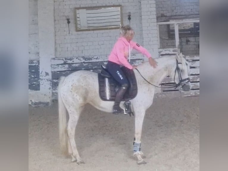 Welsh-PB Merrie 4 Jaar 148 cm Palomino in Schwalmstadt