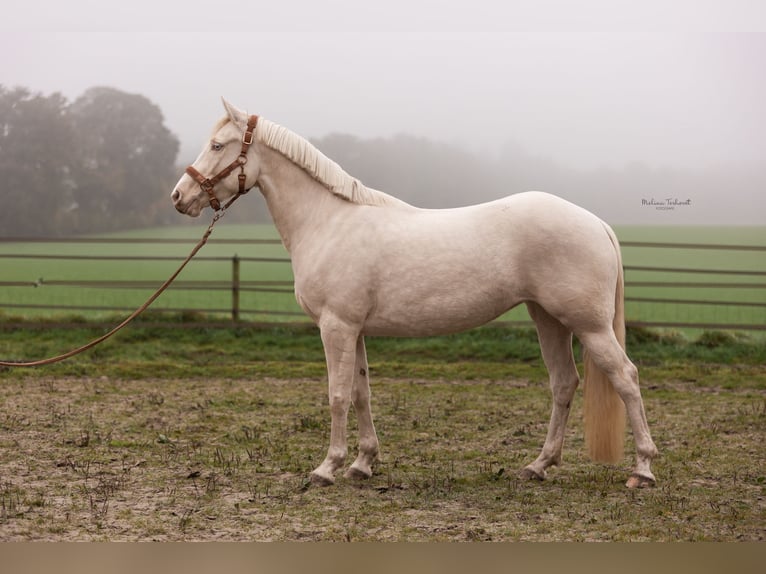 Welsh-PB Merrie 4 Jaar 150 cm Cremello in Goch