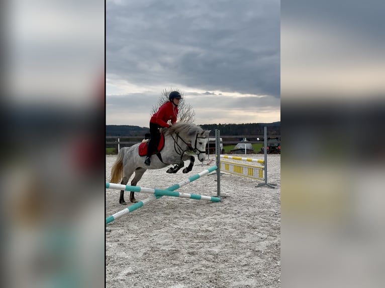 Welsh-PB Merrie 5 Jaar 137 cm Wit in Příbram