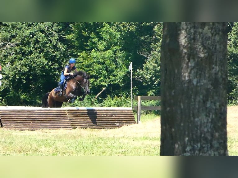 Welsh-PB Merrie 5 Jaar 152 cm Zwartbruin in Saint-Just-en-chevalet