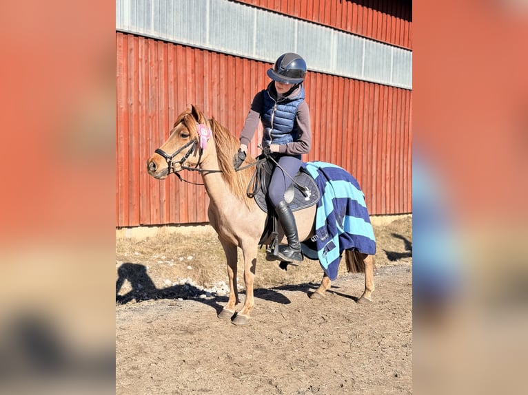Welsh-PB Merrie 6 Jaar 110 cm Donkere-vos in Põhja-Tallinna