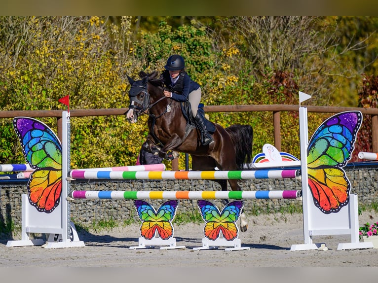 Welsh-PB Merrie 8 Jaar 135 cm Vos in Kromeriz