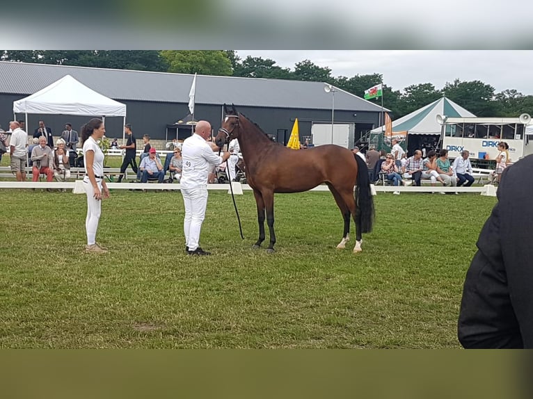 Welsh-PB Merrie 9 Jaar 147 cm Bruin in Tata