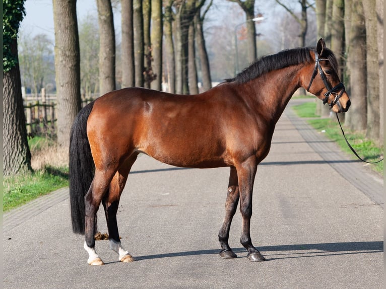 Welsh-PB Merrie 9 Jaar 147 cm Bruin in Tata