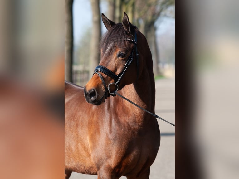 Welsh-PB Merrie 9 Jaar 147 cm Bruin in Tata