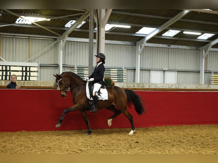 Welsh-PB Merrie 9 Jaar 147 cm Bruin in Tata