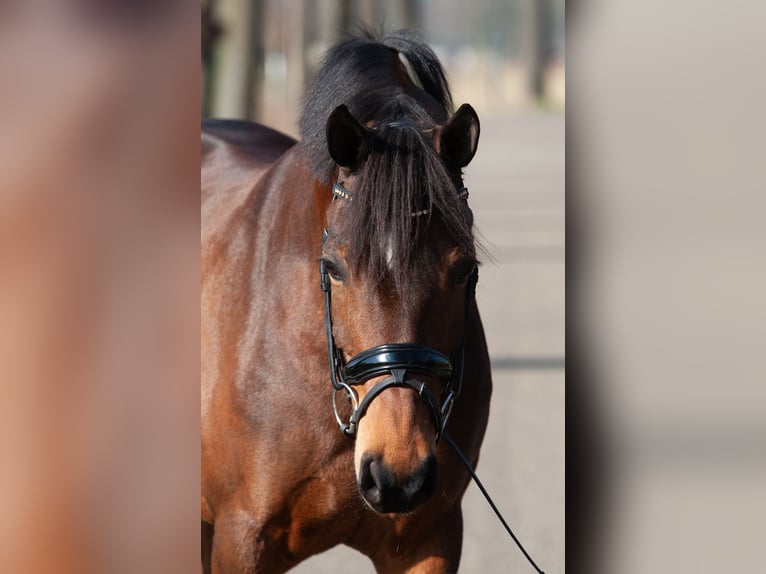 Welsh-PB Merrie 9 Jaar 147 cm Bruin in Tata