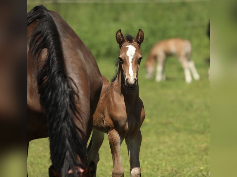Welsh-PB Merrie Veulen (05/2026) 148 cm Buckskin in Aalten