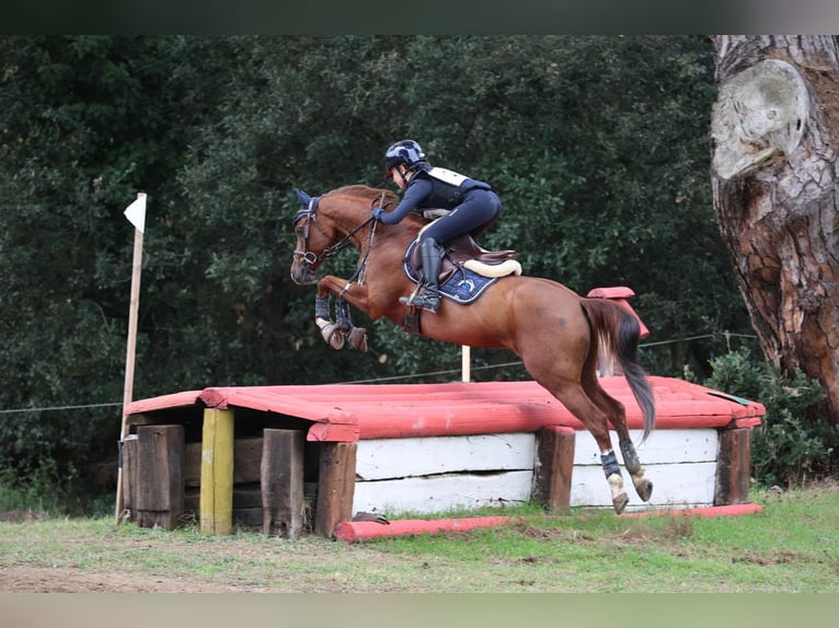 Welsh PB (Partbred) Gelding 11 years 14 hh Chestnut in Monigo