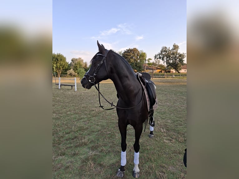 Welsh PB (Partbred) Gelding 12 years 14,3 hh Black in Szabadsz&#xE1;ll&#xE1;s