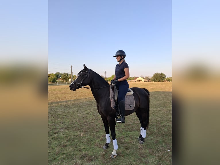 Welsh PB (Partbred) Gelding 12 years 14,3 hh Black in Szabadsz&#xE1;ll&#xE1;s