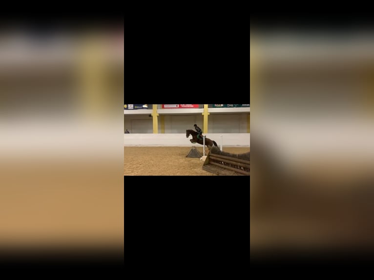 Welsh PB (Partbred) Gelding 12 years 15,1 hh Chestnut-Red in Gschwandt
