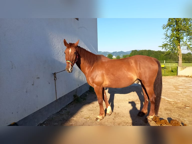 Welsh PB (Partbred) Gelding 12 years 15,1 hh Chestnut-Red in Gschwandt