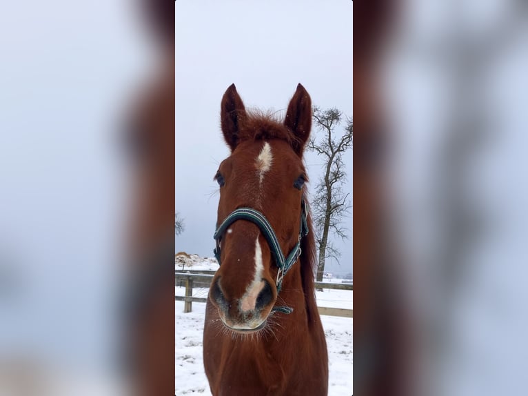 Welsh PB (Partbred) Gelding 12 years 15,1 hh Chestnut-Red in Gschwandt