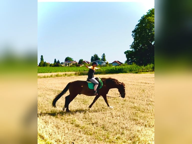 Welsh PB (Partbred) Gelding 12 years 15,1 hh Chestnut-Red in Gschwandt