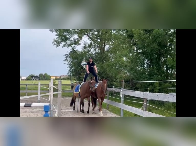 Welsh PB (Partbred) Gelding 12 years 15,1 hh Chestnut-Red in Gschwandt