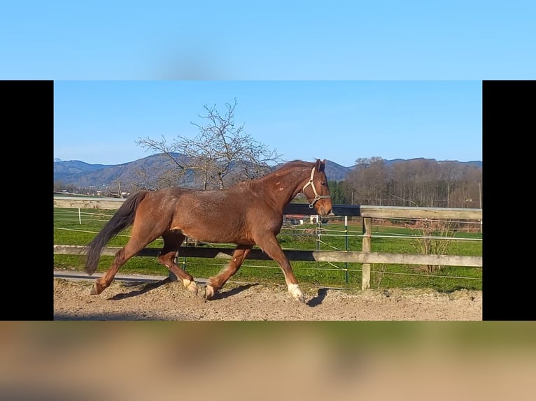 Welsh PB (Partbred) Gelding 12 years 15,1 hh Chestnut-Red in Gschwandt