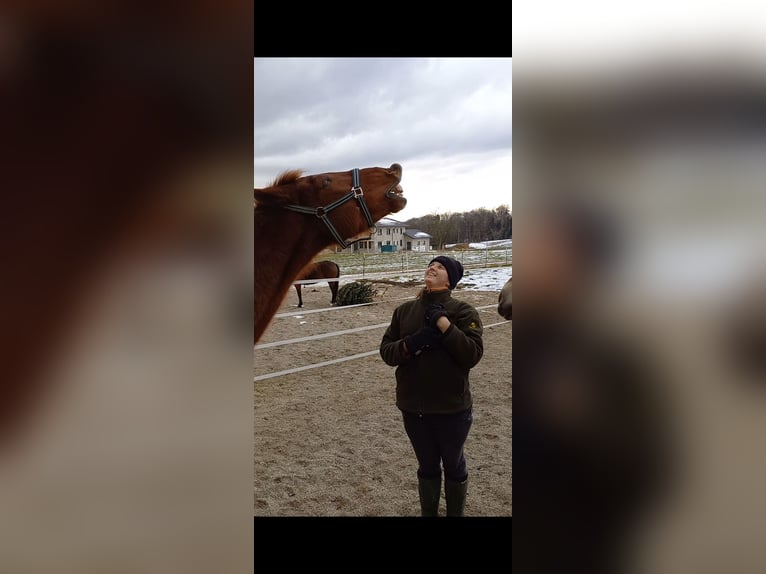 Welsh PB (Partbred) Gelding 12 years 15,1 hh Chestnut-Red in Gschwandt