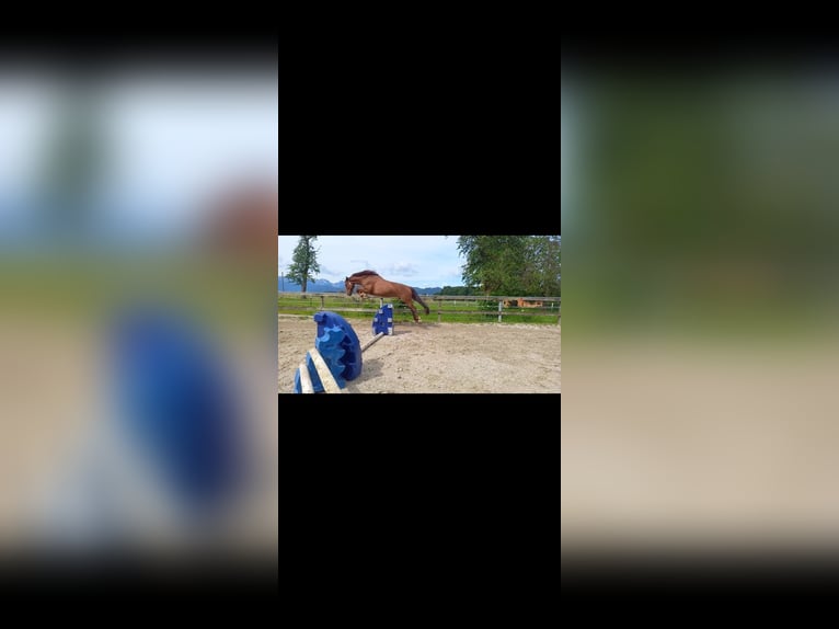 Welsh PB (Partbred) Gelding 12 years 15,1 hh Chestnut-Red in Gschwandt