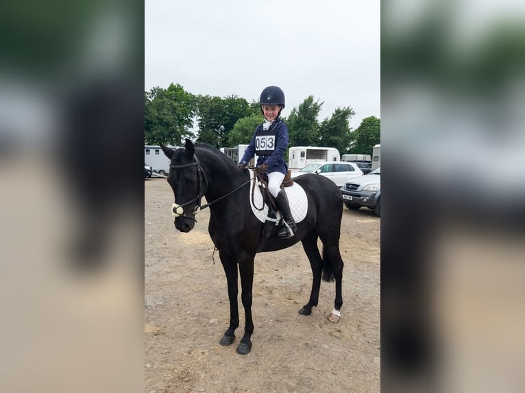 Welsh PB (Partbred) Gelding 13 years 13.1 hh Black in Morpeth