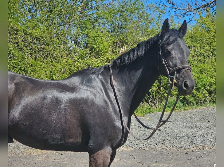 Welsh PB (Partbred) Gelding 13 years 13.1 hh Black in Morpeth