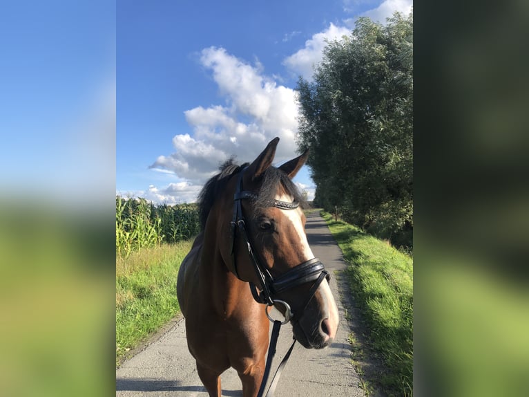 Welsh PB (Partbred) Mix Gelding 18 years 14.1 hh Brown in Buggenhout