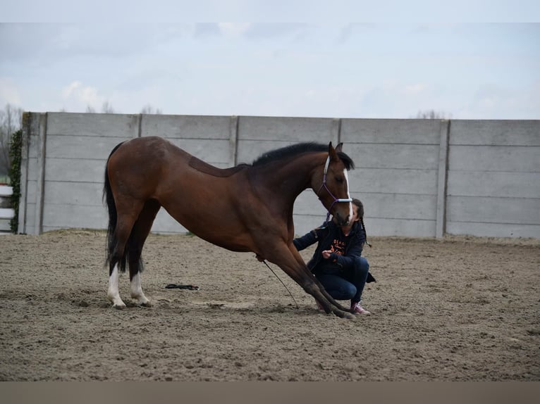 Welsh PB (Partbred) Mix Gelding 18 years 14.1 hh Brown in Buggenhout