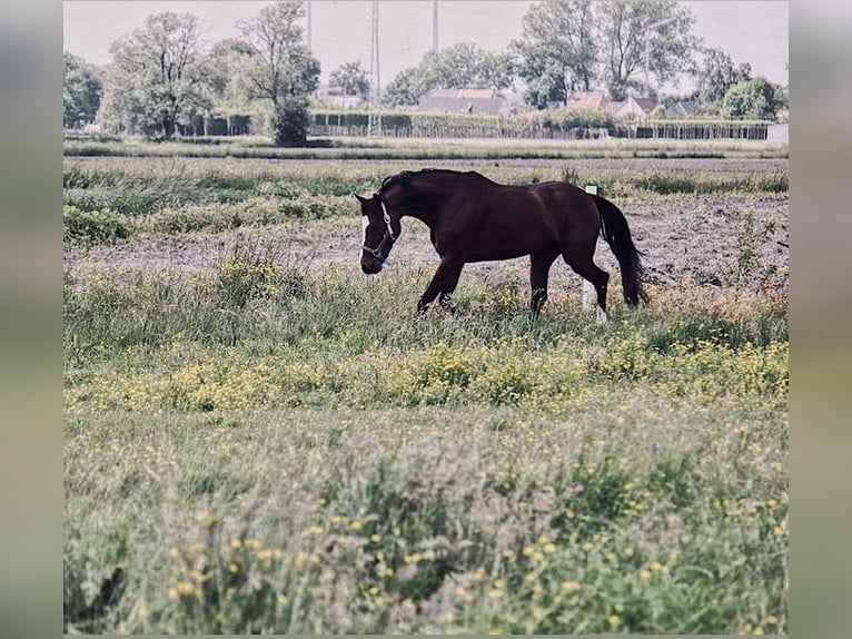 Welsh PB (Partbred) Mix Gelding 18 years 14.1 hh Brown in Buggenhout