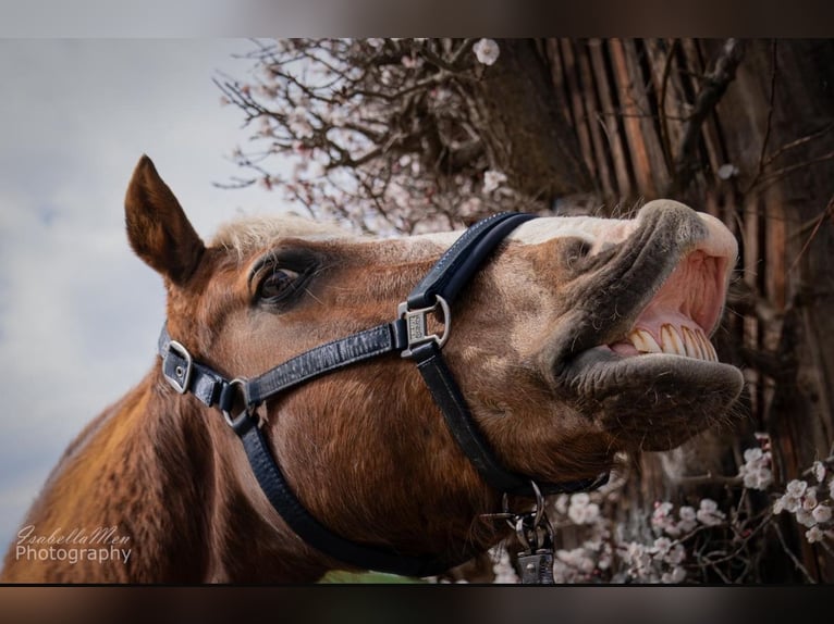 Welsh PB (Partbred) Gelding 19 years 14,3 hh Bay in Freilassing