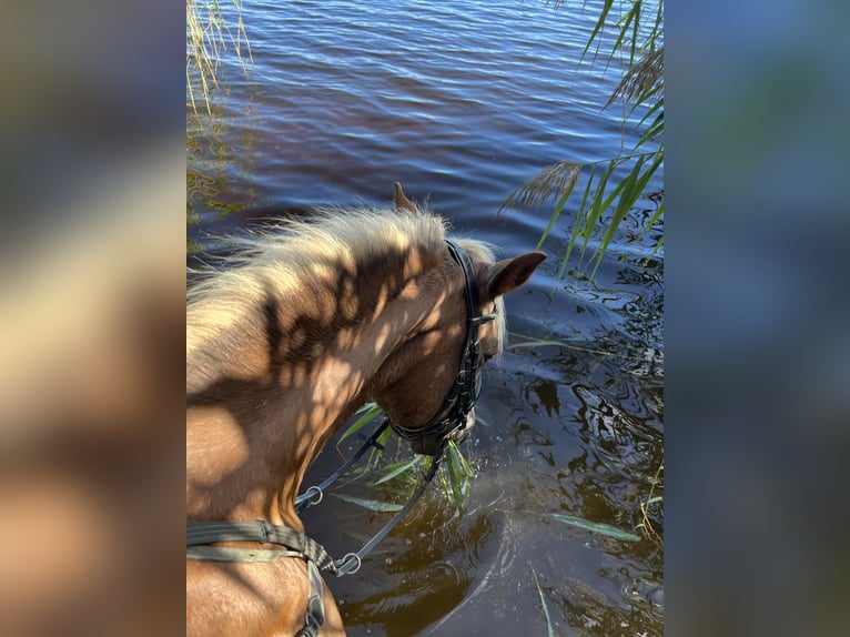 Welsh PB (Partbred) Gelding 19 years 14,3 hh Bay in Freilassing