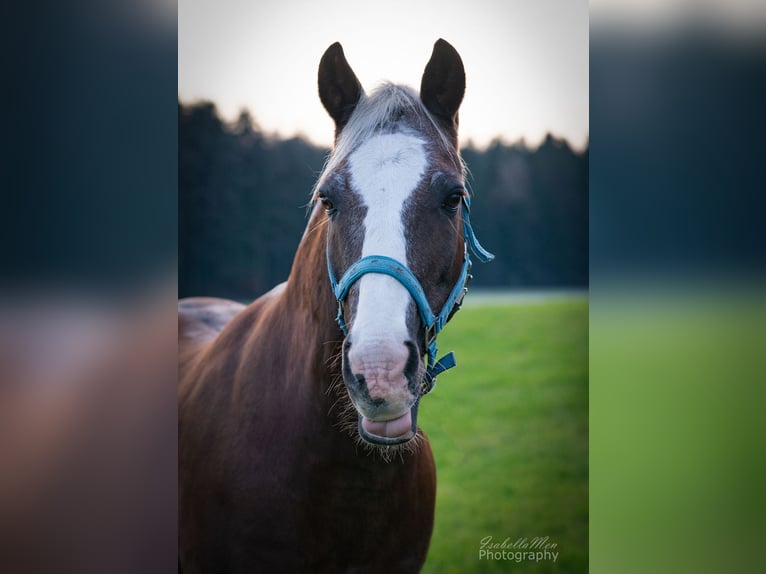 Welsh PB (Partbred) Gelding 19 years 14,3 hh Bay in Freilassing