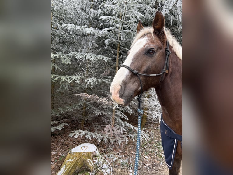 Welsh PB (Partbred) Gelding 19 years 14,3 hh Bay in Freilassing