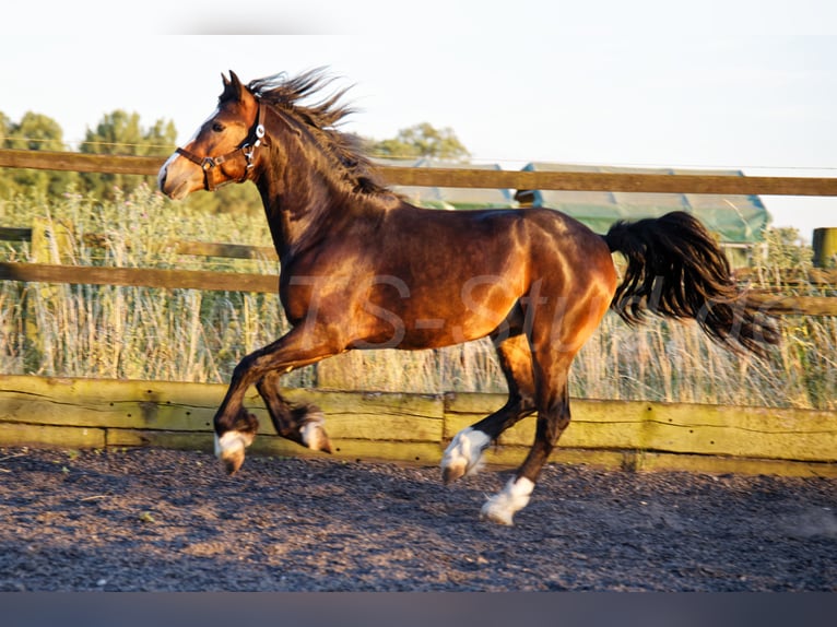 Welsh PB (Partbred) Gelding 2 years 14.2 hh Smoky-Black in Meerbusch