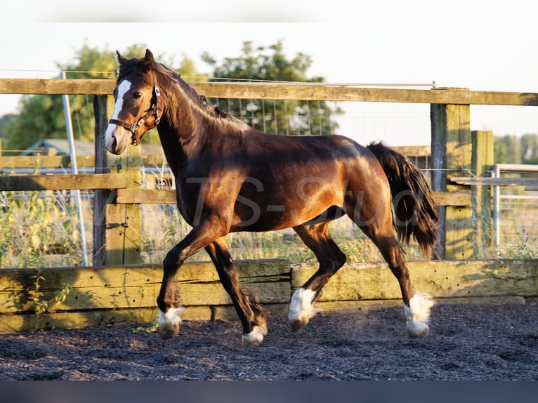 Welsh PB (Partbred) Gelding 2 years 14.2 hh Smoky-Black in Meerbusch