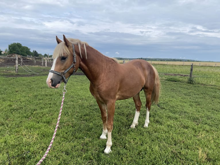 Welsh PB (Partbred) Gelding 2 years Chestnut in Lu&#x17E;ec nad Cidlinou