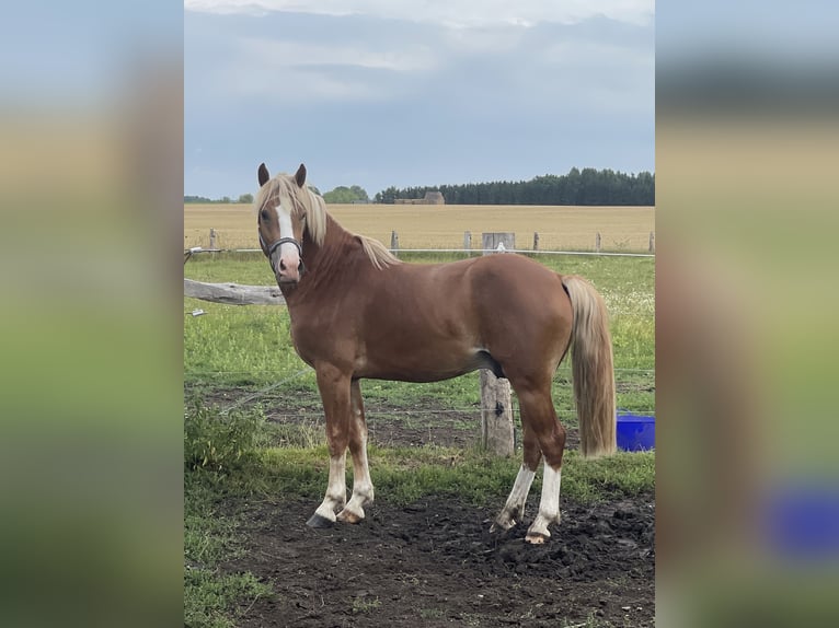 Welsh PB (Partbred) Gelding 2 years Chestnut in Lu&#x17E;ec nad Cidlinou