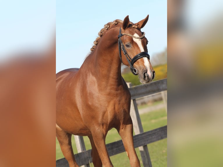 Welsh PB (Partbred) Gelding 3 years 14.1 hh Chestnut in Heemskerk