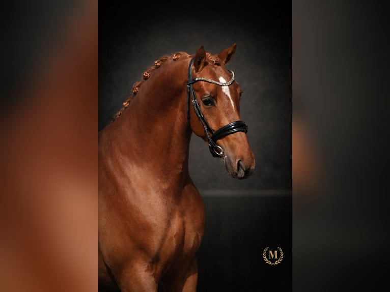 Welsh PB (Partbred) Gelding 3 years 14.1 hh Chestnut-Red in Heemskerk