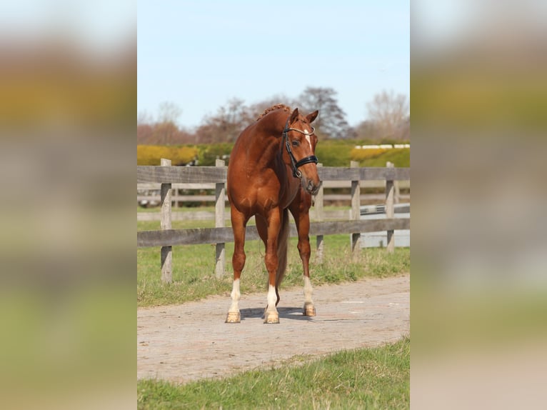 Welsh PB (Partbred) Gelding 3 years 14.1 hh Chestnut-Red in Heemskerk