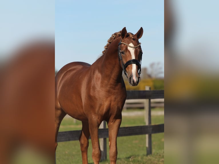 Welsh PB (Partbred) Gelding 3 years 14,1 hh Chestnut in Heemskerk