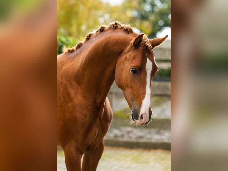 Welsh PB (Partbred) Gelding 3 years 14,2 hh Chestnut-Red in Helden