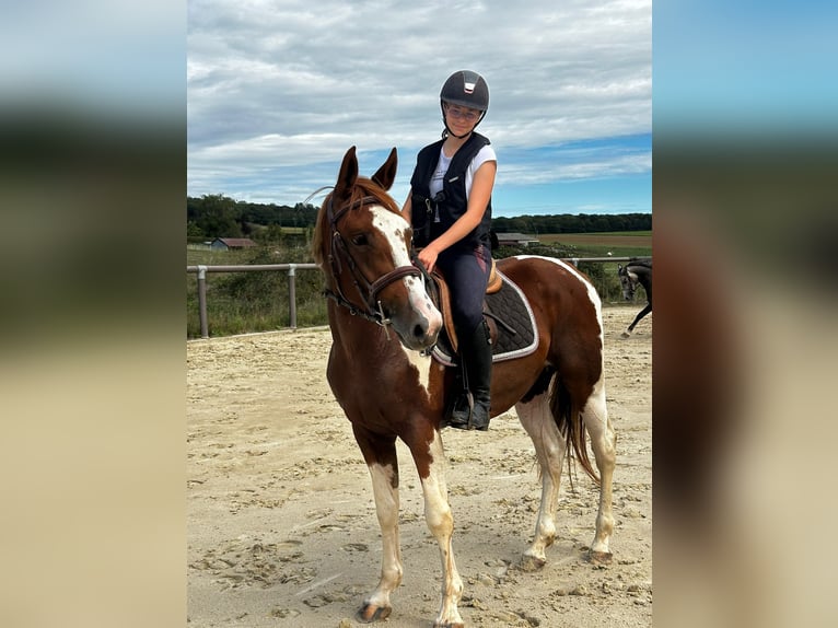 Welsh PB (Partbred) Gelding 3 years 15,1 hh in rouffange