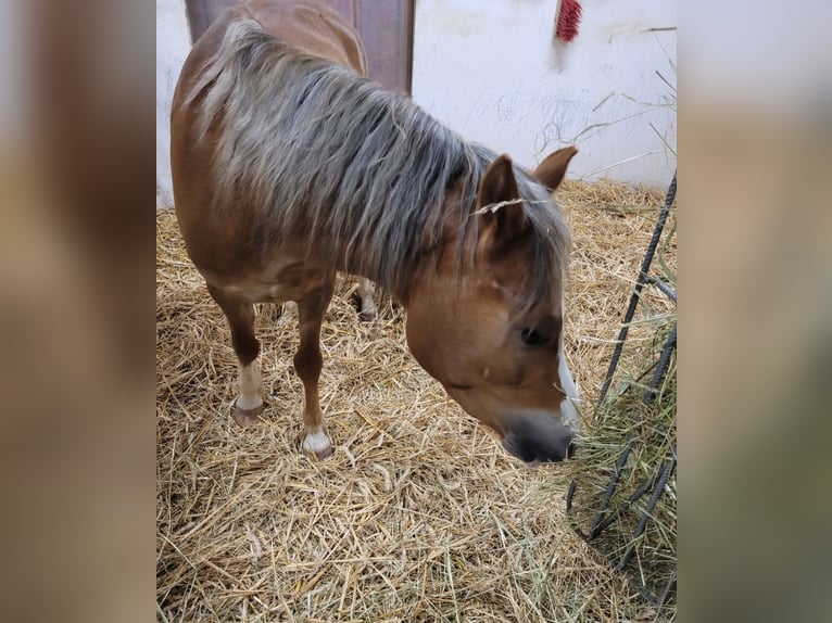 Welsh PB (Partbred) Gelding 4 years 11.3 hh Chestnut-Red in Hanstein-Rusteberg